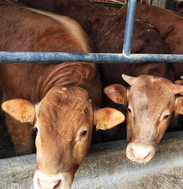 agrifarm-group-allevamento-italiano-tori-limousine-blu-belga-bovini-ingrasso-asolo-treviso-veneto-2