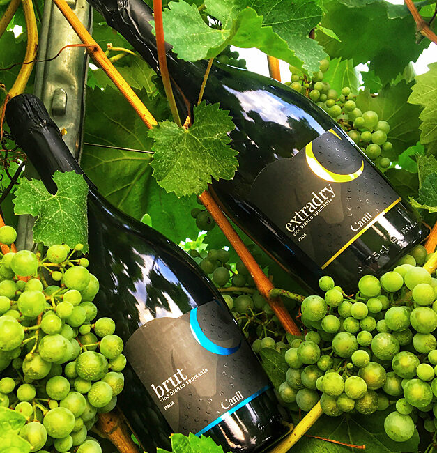 agrifarm-group-vigneto-produzione-uva-bianca-vino-bianco-spumante-bassano-del-grappa-veneto-italia-2